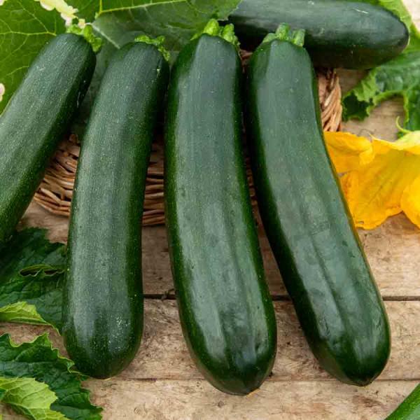 Potagères - Courgette Verte Noire Maraîchère - BIO - face recto